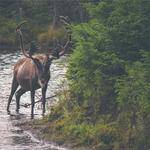 Hassan Doe Profile Picture